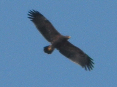 identificazione rapace